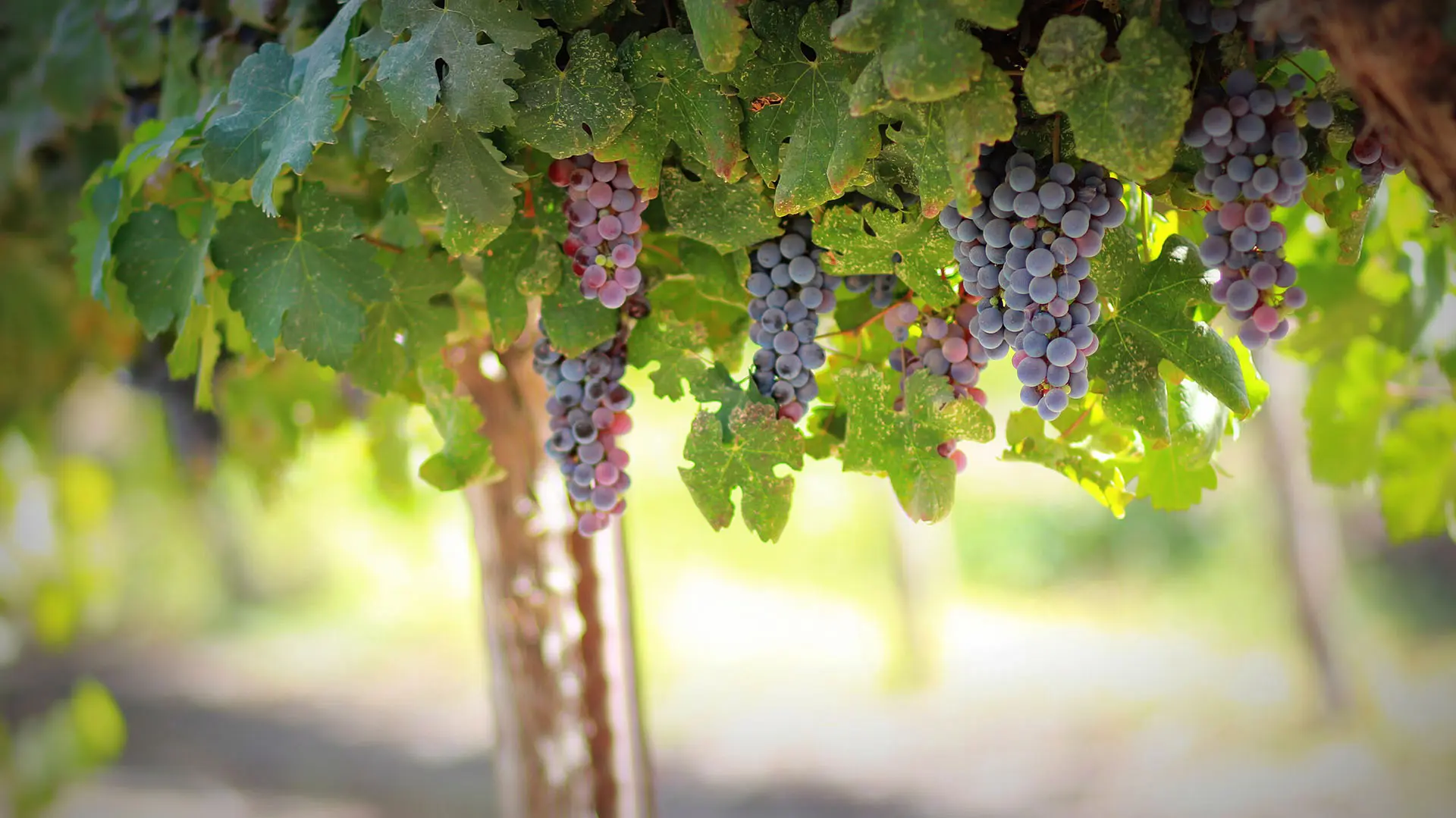 Vinproducenter Diwines